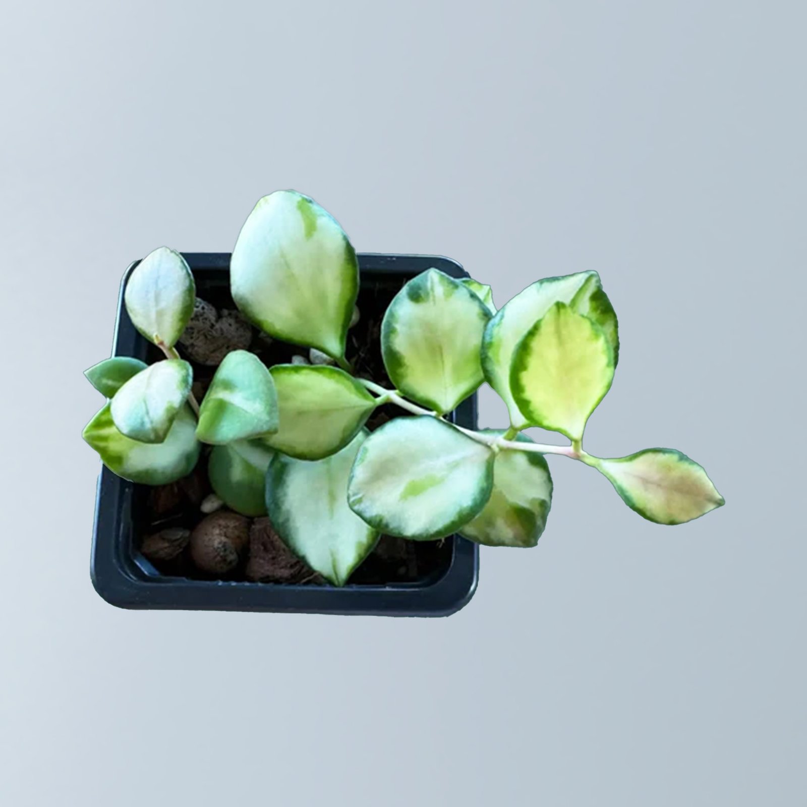 Hoya Heuschkeliana Green
